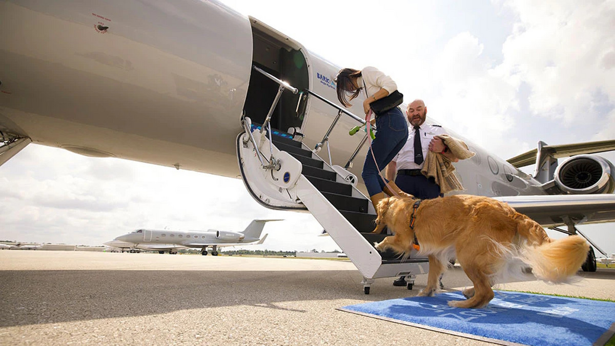 Bark Air: nowa linia lotnicza dla psów, której ceny mogą zaskoczyć