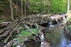 Dobra wiadomość dla miłośników natury. Będą nowe siedliska fauny i flory [FOTO]