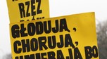 KIELCE MANIFESTACJA SCHRONISKO DLA ZWIERZĄT