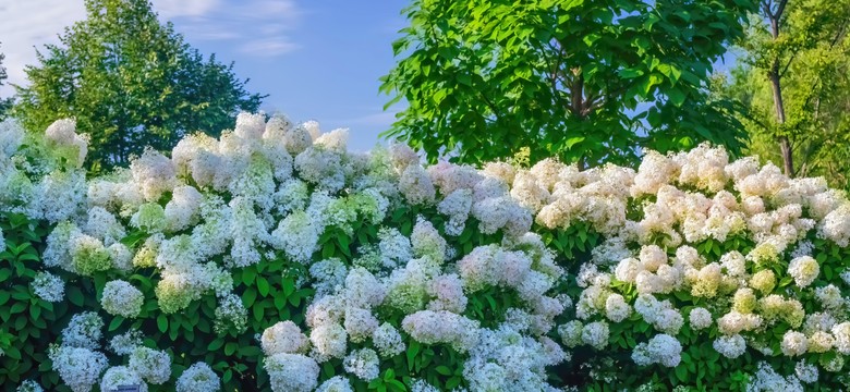 Wyglądem przypomina hortensję, a ogrodnicy ją uwielbiają. O jaką roślinę chodzi?