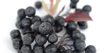 Aronia dobra na ciśnienie