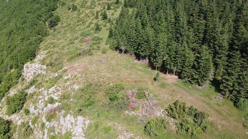 Fenomenalna vest iz kanjona Mileševke, beloglavih supova sve je više