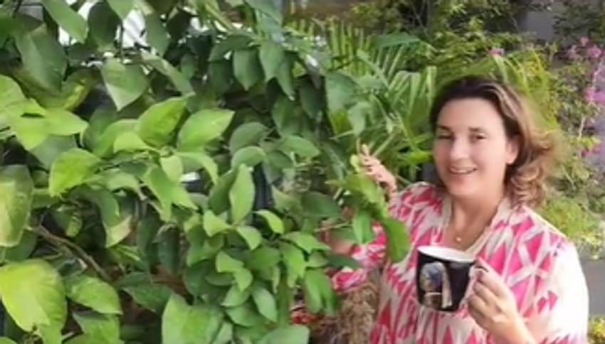 Terasa Milice i Žarka