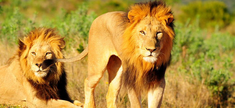 Lwy hodowane na polowania — od 100 tys. zł