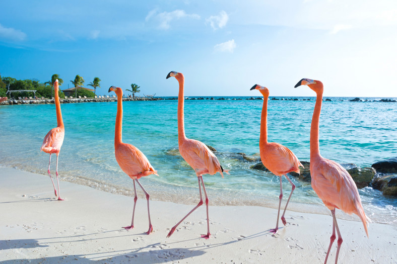 W trakcie urlopu na Arubie można podglądać flamingi