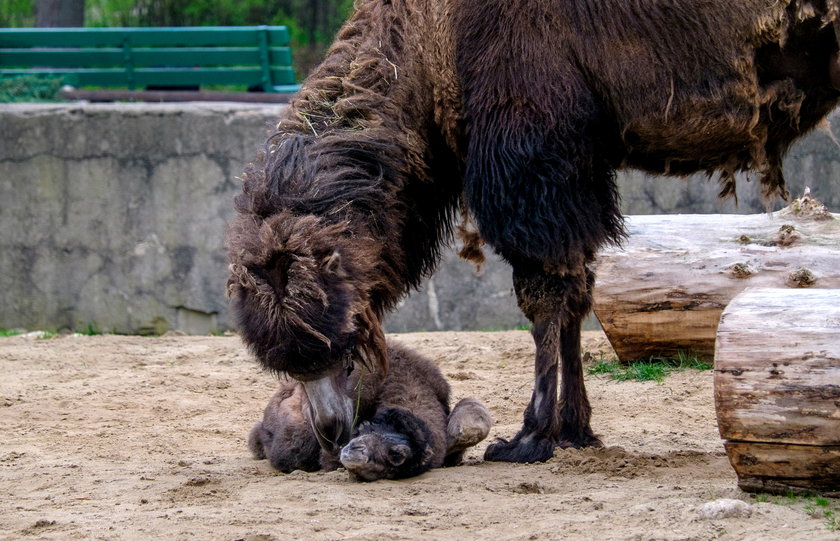 Mały wielbłąd urodził się w zoo