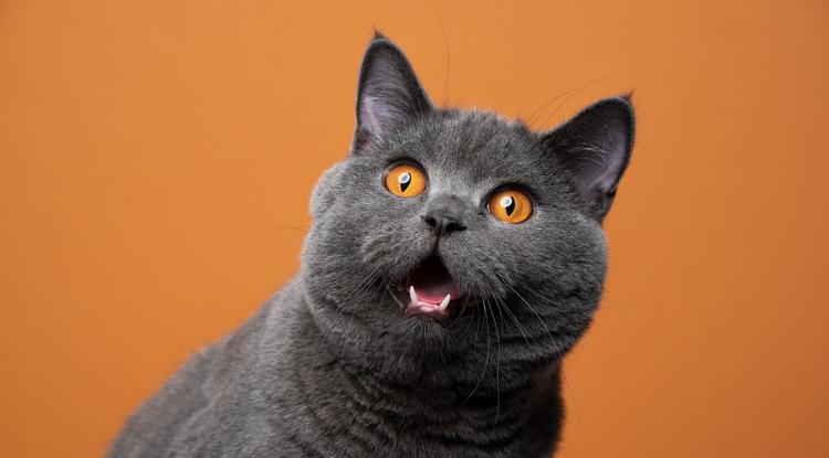 A tudósok megfejtették, hogyan kell simogatni a macskát  fotó: Getty Images