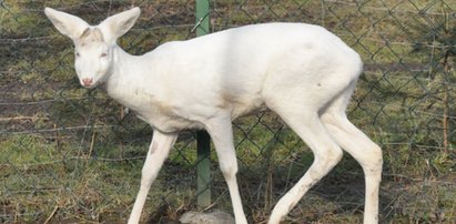 Sarna albinos w polskim lesie! Zdjęcia!