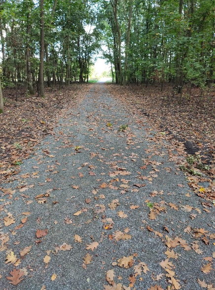 Poznań: teren dawnej szkółki zmienia się w las. Miasto posadzi tu 200 tys. drzew