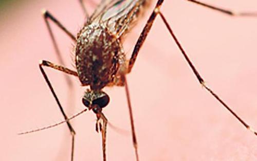 Ekkor lesz vége az elviselhetetlen szúnyoginváziónak Magyarországon