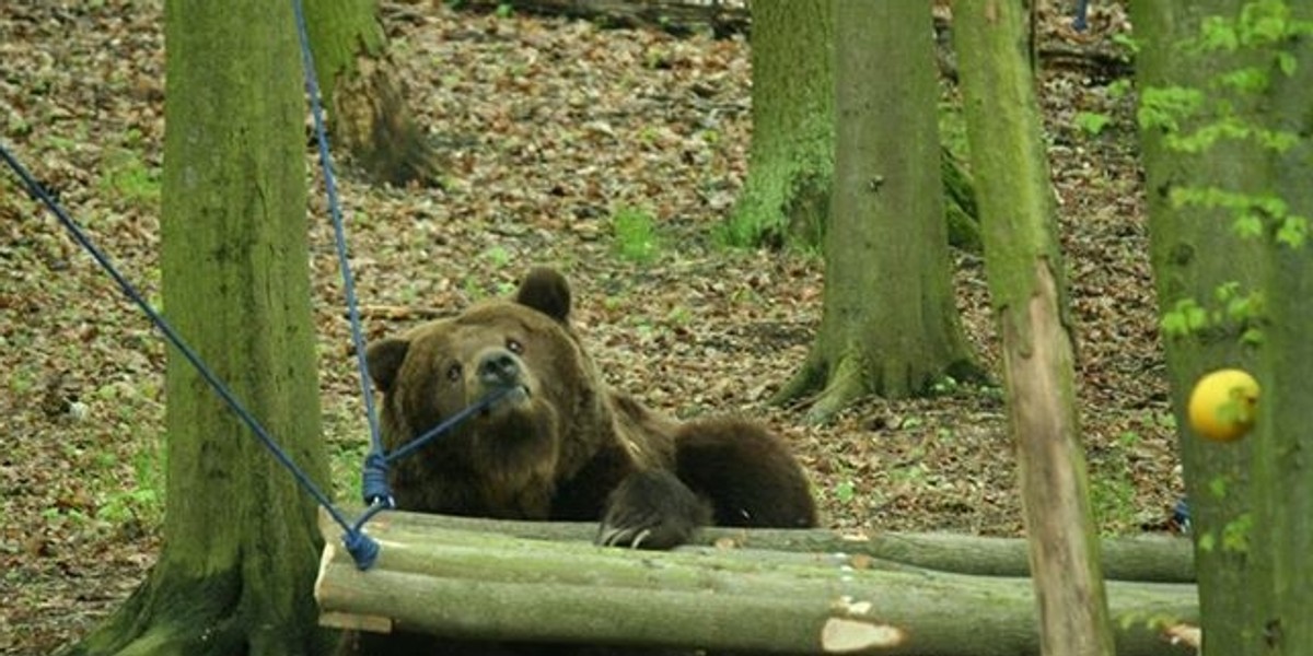 miś niedźwiedź zoo zabawka