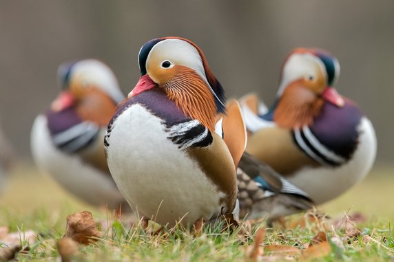 Mandarynka (Aix galericulata)