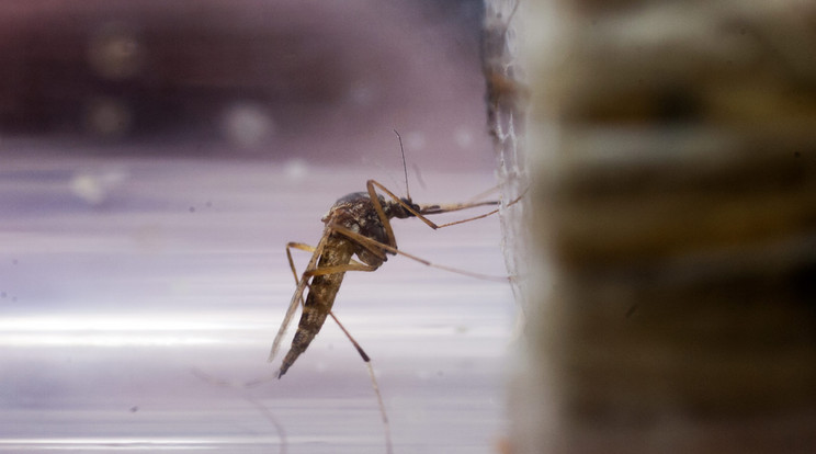 Tényleg több szúnyog van most, mint az előző években? Fotó: MTI/Varga György