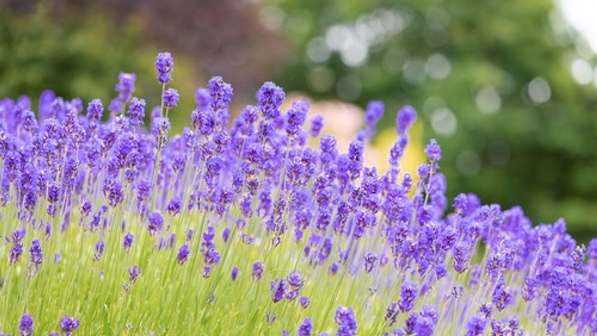 Lavanda