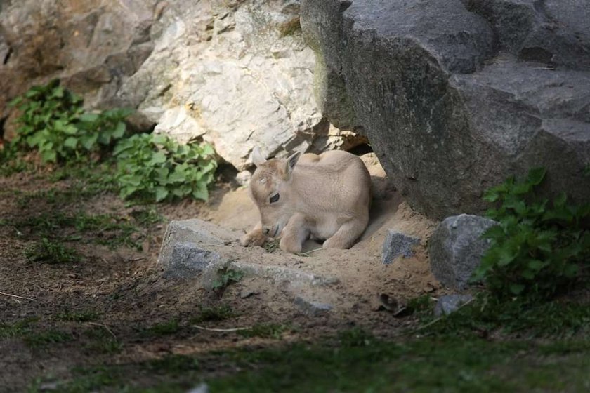 arui,zoo, warszawski ogród zoologiczny