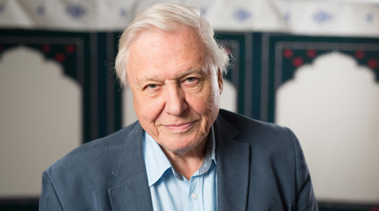 David Attenborough /Fotó: Northfoto