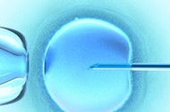 Ovum Cold Color (in vitro fertilization)