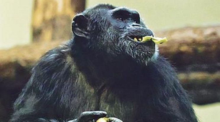 Így ebédelnek a csimpánzok