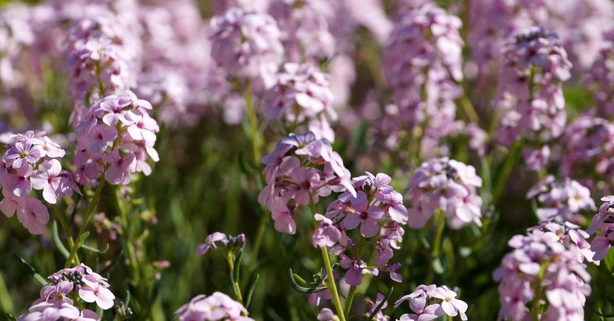 Ten kwiat urośnie choćby na nieurodzajnej glebie i żwirze. Zobacz galerię zdjęć