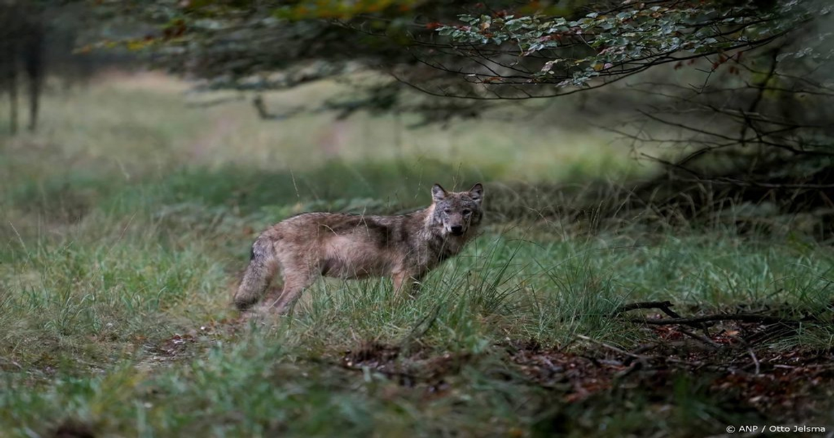131 wolven in Nederland: populatie groeit door met 79 nieuwe dieren