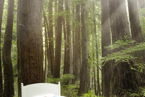 Girl sleeping in a bed in a redwood forest.