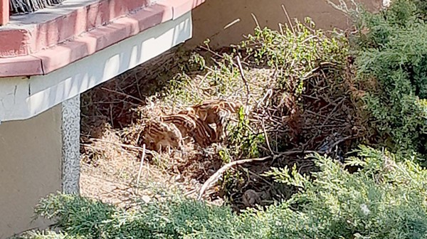 Dziki to juz norma w miastach