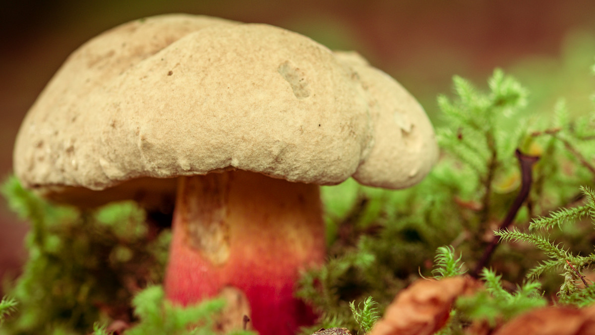 Podgrzybek trujący to "szatan" wśród grzybów. Jak wygląda i gdzie rośnie?