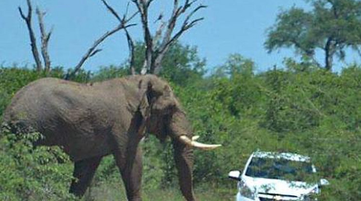 Hihetetlen elefánttámadást kaptak lencsevégre