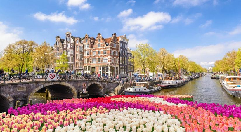 Pola tulipanów w centrum Amsterdamu/materiały prasowe Albatros