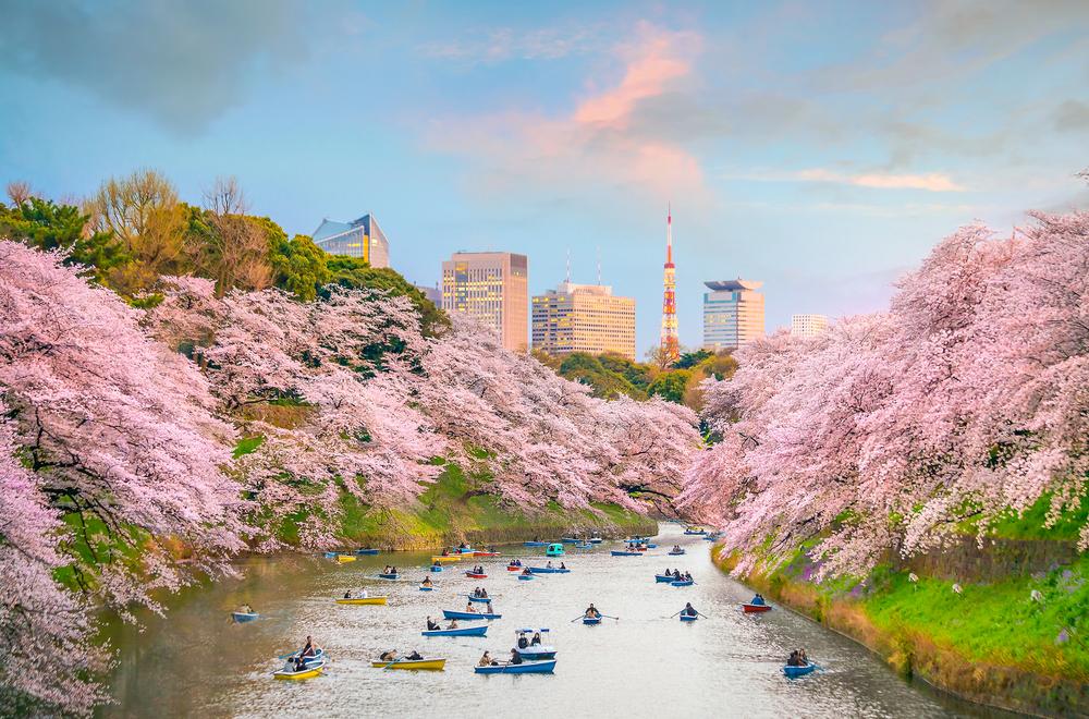 Kvitnúce stromy sú neodmysliteľnou súčasťou jarného Tokia.