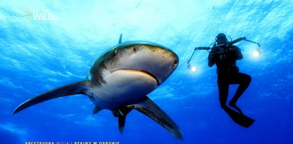Arcytrudna misja: rekiny w obronie. Dlaczego rekinów nie można zabijać?