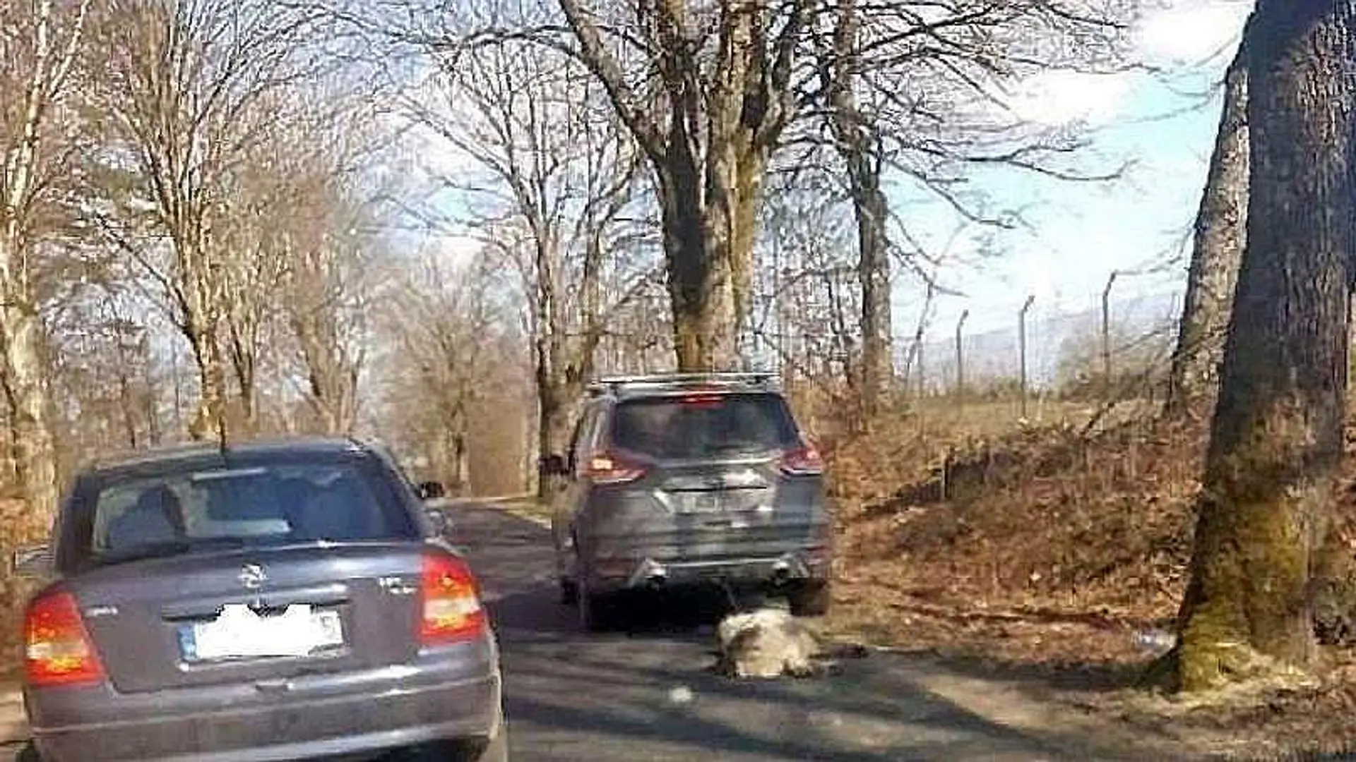 Nowe fakty w sprawie byłego senatora PiS. Policja znalazła na jego posesji zwłoki psa