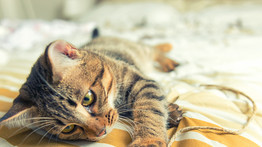 8 dolog, amit csak azok érthetnek, akiknek van macskájuk