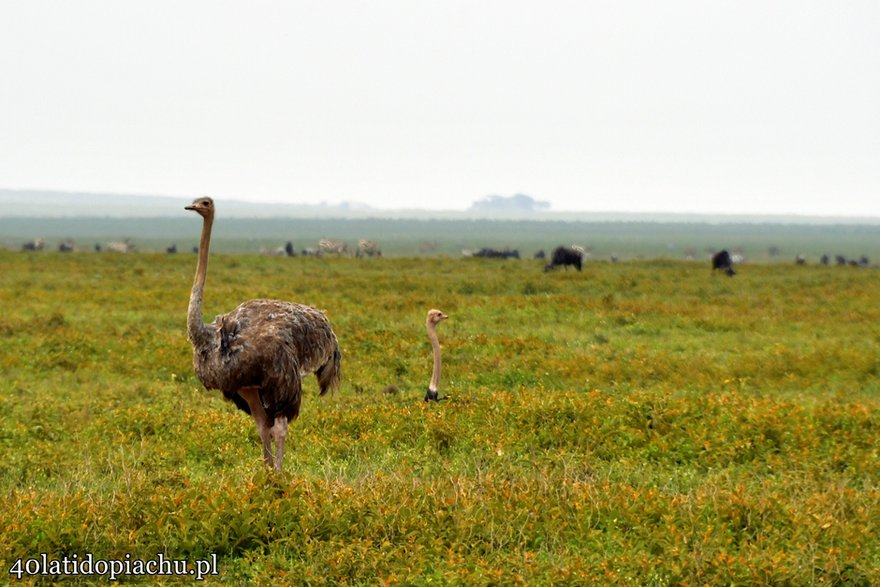 Park Narodowy Serengeti, Tanzania 2021