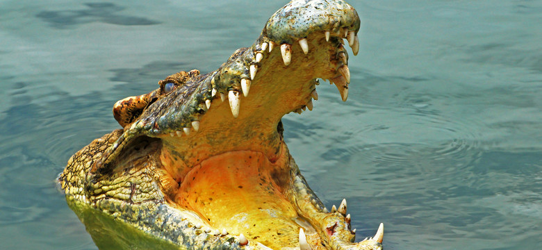 Hiszpania: trwają poszukiwania wielkiego krokodyla nilowego