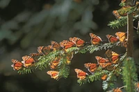 Niepowtarzalne widowisko. Życie intymne monarchy