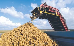 Kuriozalna sytuacja na Podkarpaciu. Przez plotkę 150 ton ziemniaków zniknęło w jeden dzień