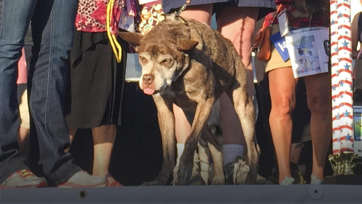 USA WORLDS UGLIEST DOG (World's Ugliest Dog Contest)