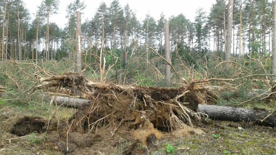 Gwałtowne nawałnice przewracały drzewa na terenie puszcz