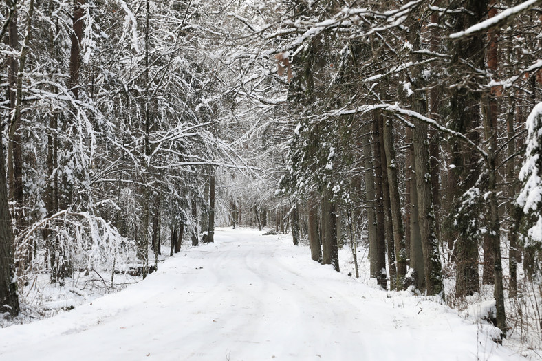 Zima w okolicach Hajnówki, 5 stycznia