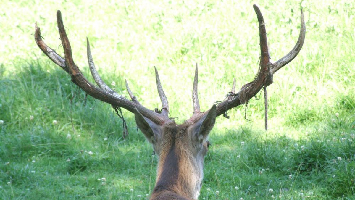 Turyści w Bieszczadach zaniepokojeni zachowaniem jeleni. Ekspert wyjaśnia