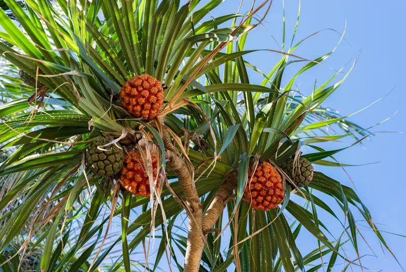 Pandanus tectorius