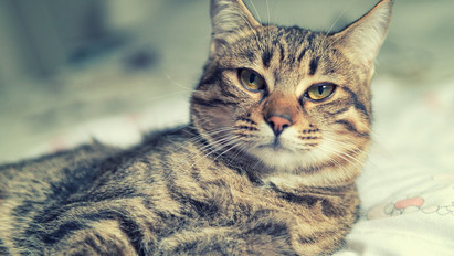 Megható történet: Géza Úr, a macska, aki megmentette a gazdája életét – videó