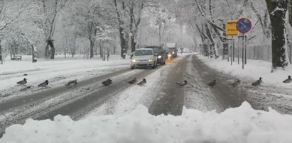 Kaczki zablokowały centrum miasta