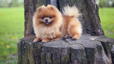 Czihuahua, pomeranian i york najwięcej mają z syberyjskich wilków