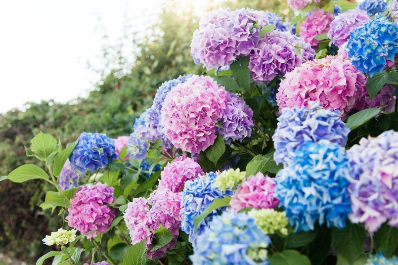 Kiedy ścinać hortensje bukietowe, ogrodowe i krzewiaste?