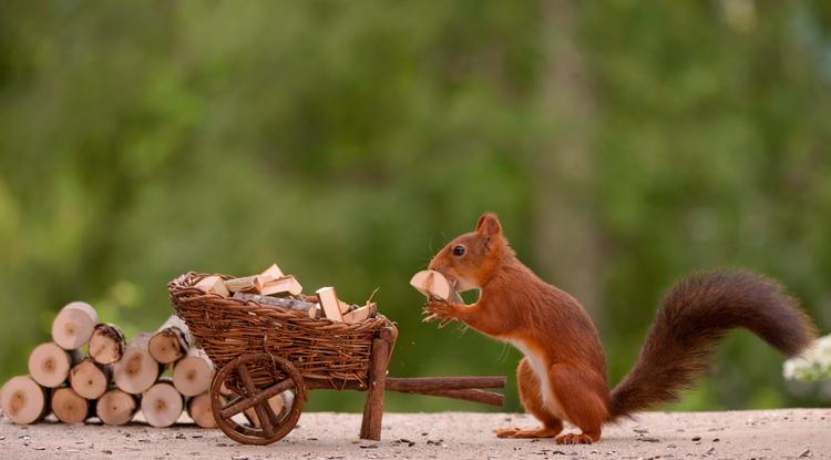 Napi cuki: ellágyul a szíved ezektől az édes kis favágó mókusoktól