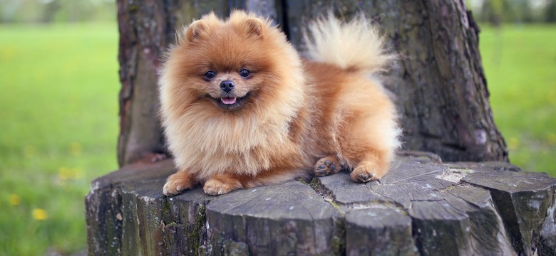 Czihuahua, pomeranian i york najwięcej mają z syberyjskich wilków