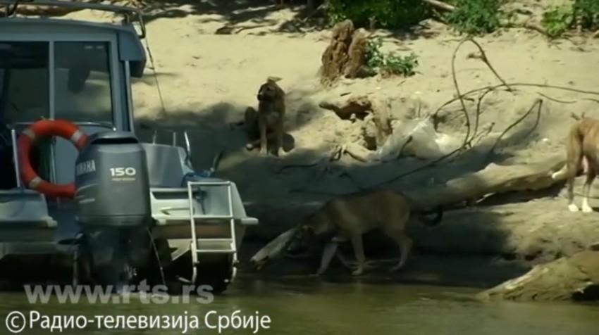 Psi zatočeni na ostrvu