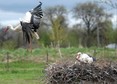 Ośrodek Rehabilitacji Zwierząt Chronionych